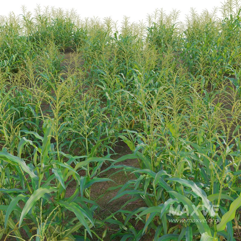Maize – Zea mays – Corn - Image 2