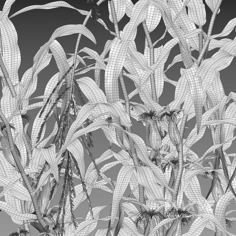 Maize – Zea mays – Corn - Image 3