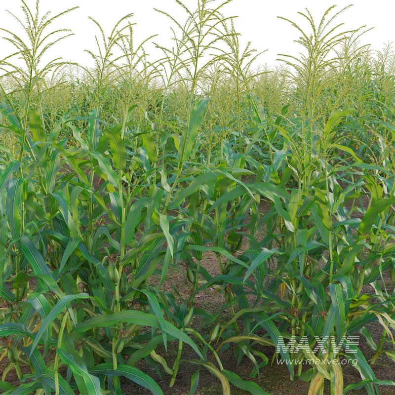 Maize – Zea mays – Corn - Image 4