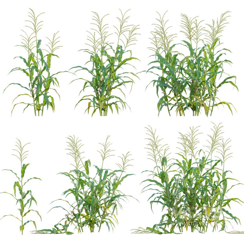 Maize – Zea mays – Corn - Image 1