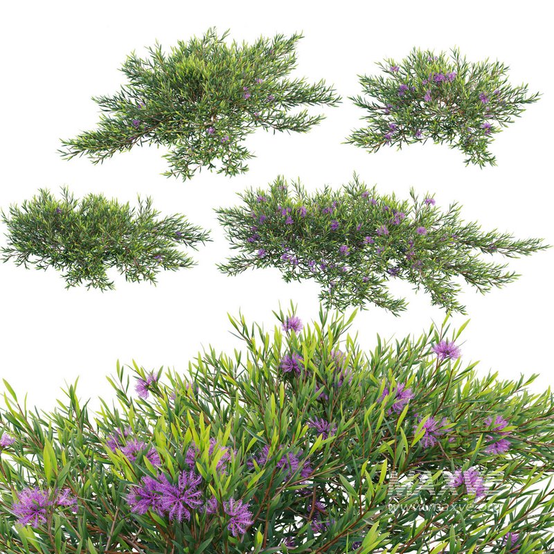 Melaleuca thymifolia – Honey Myrtle – Thyme Honey Myrtle 02 - Image 1