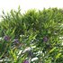 Melaleuca thymifolia – Honey Myrtle – Thyme Honey Myrtle 02 - Thumbnail 2