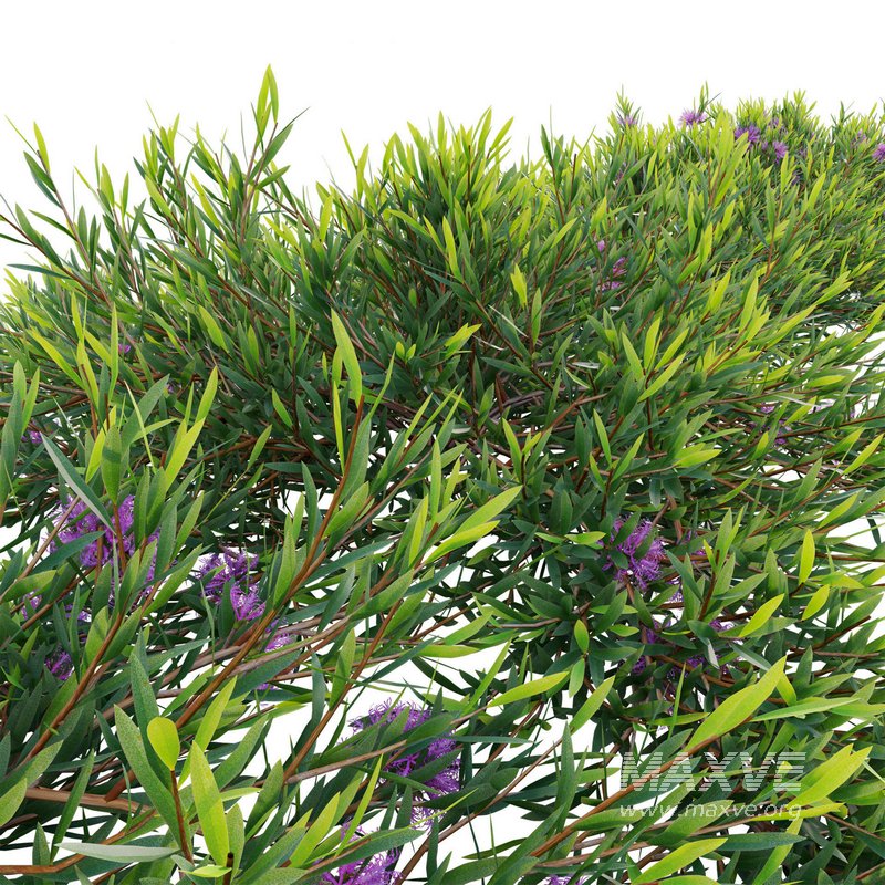 Melaleuca thymifolia – Honey Myrtle – Thyme Honey Myrtle 02 - Image 2