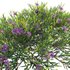 Melaleuca thymifolia – Honey Myrtle – Thyme Honey Myrtle 02 - Thumbnail 3