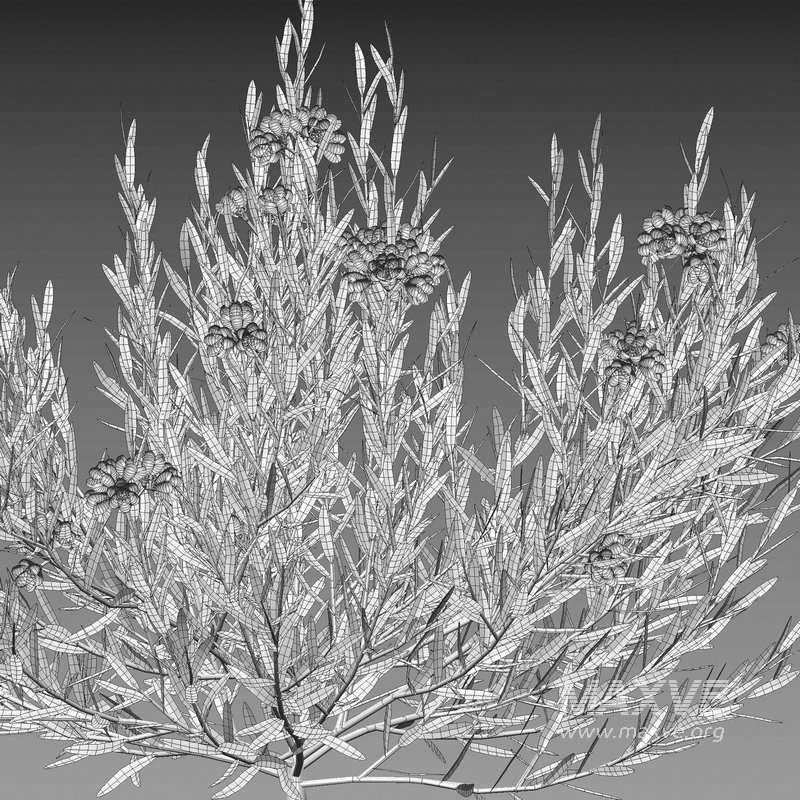 Melaleuca thymifolia – Honey Myrtle – Thyme Honey Myrtle - Image 5