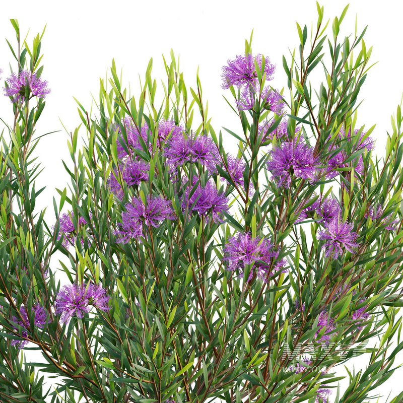 Melaleuca thymifolia – Honey Myrtle – Thyme Honey Myrtle - Image 3