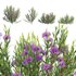 Melaleuca thymifolia – Honey Myrtle – Thyme Honey Myrtle - Thumbnail 1