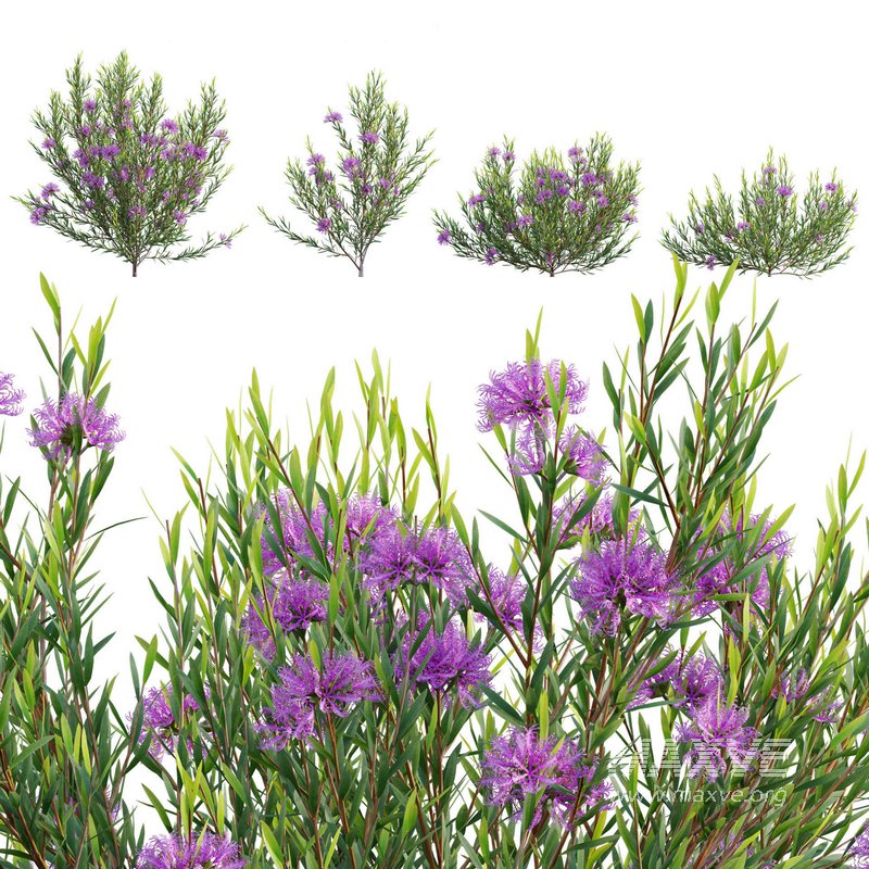 Melaleuca thymifolia – Honey Myrtle – Thyme Honey Myrtle - Image 1
