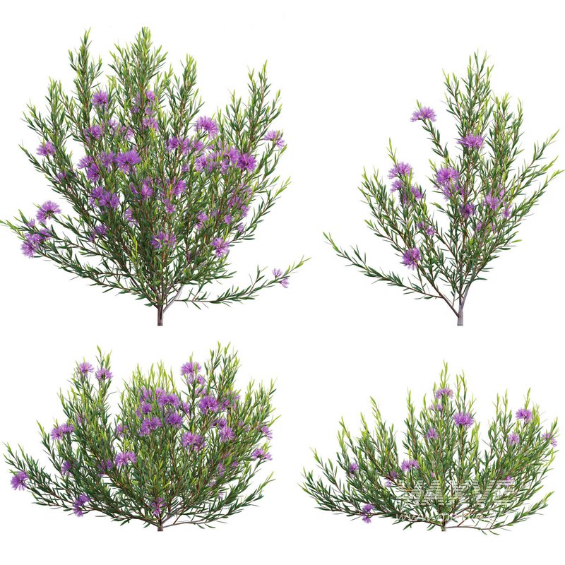 Melaleuca thymifolia – Honey Myrtle – Thyme Honey Myrtle - Image 2