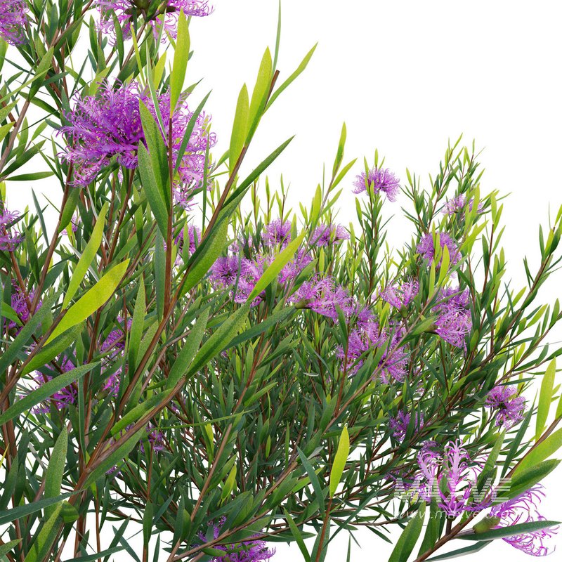 Melaleuca thymifolia – Honey Myrtle – Thyme Honey Myrtle - Image 4
