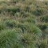 Muhlenbergia rigens – Deer Grass - Thumbnail 3