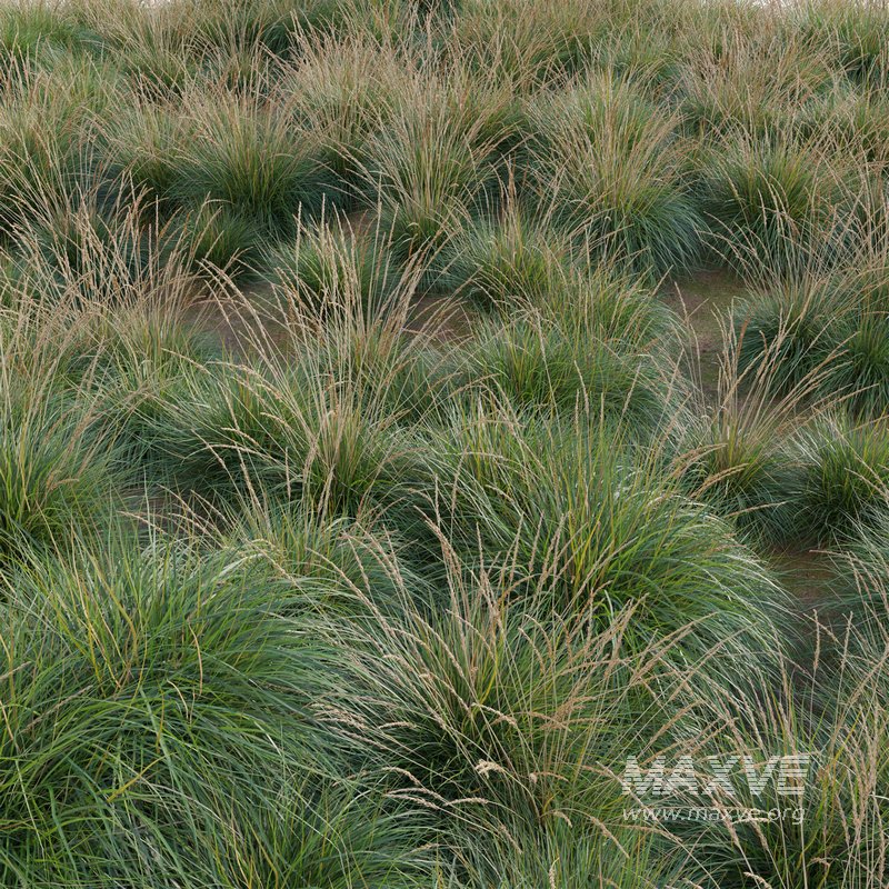 Muhlenbergia rigens – Deer Grass - Image 3