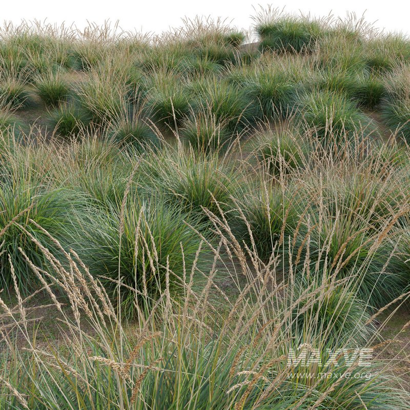 Muhlenbergia rigens – Deer Grass - Image 2