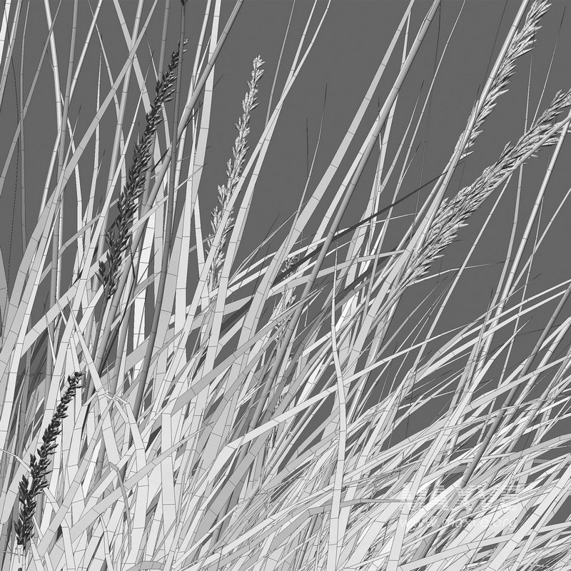 Muhlenbergia rigens – Deer Grass - Image 5