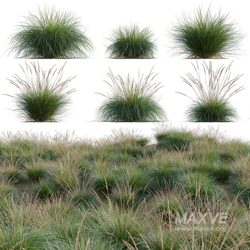 Muhlenbergia rigens – Deer Grass - Image 1