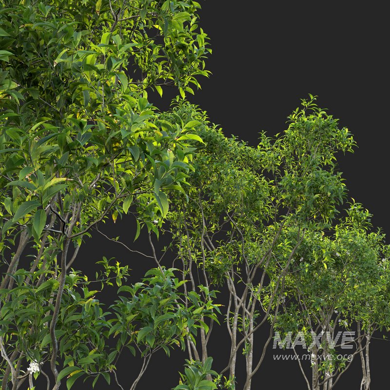 Osmanthus fragrans – Fragrant Olive - Image 3