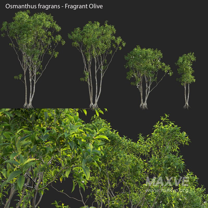 Osmanthus fragrans – Fragrant Olive - Image 1