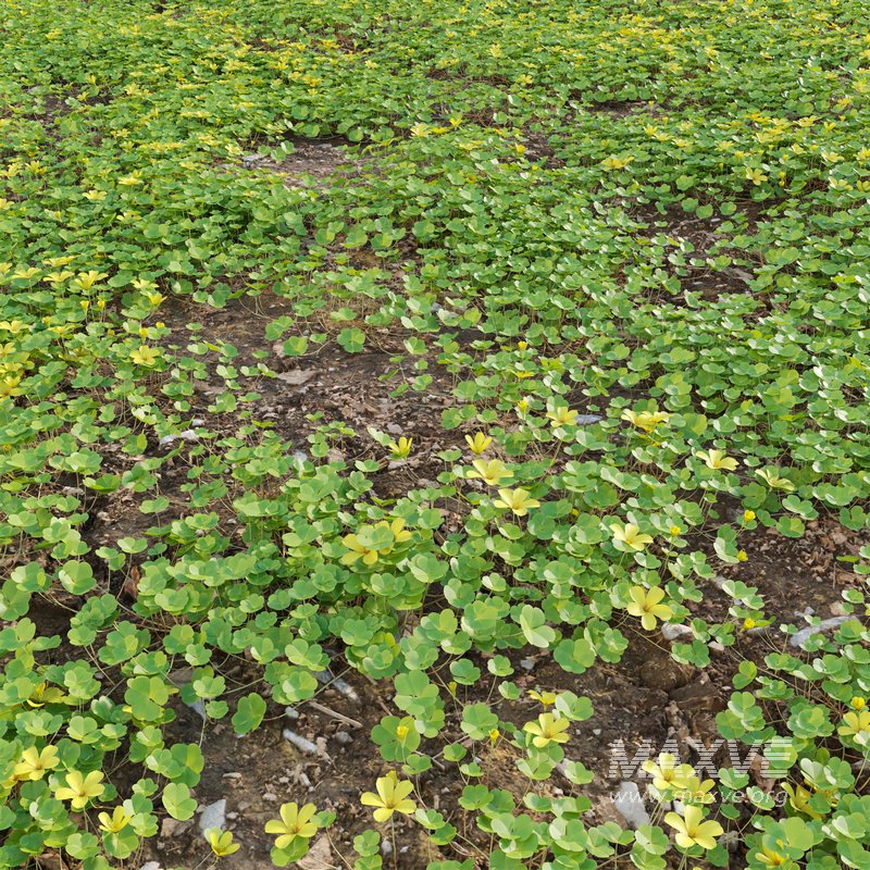 Oxalis suksdorfii grass - Image 3
