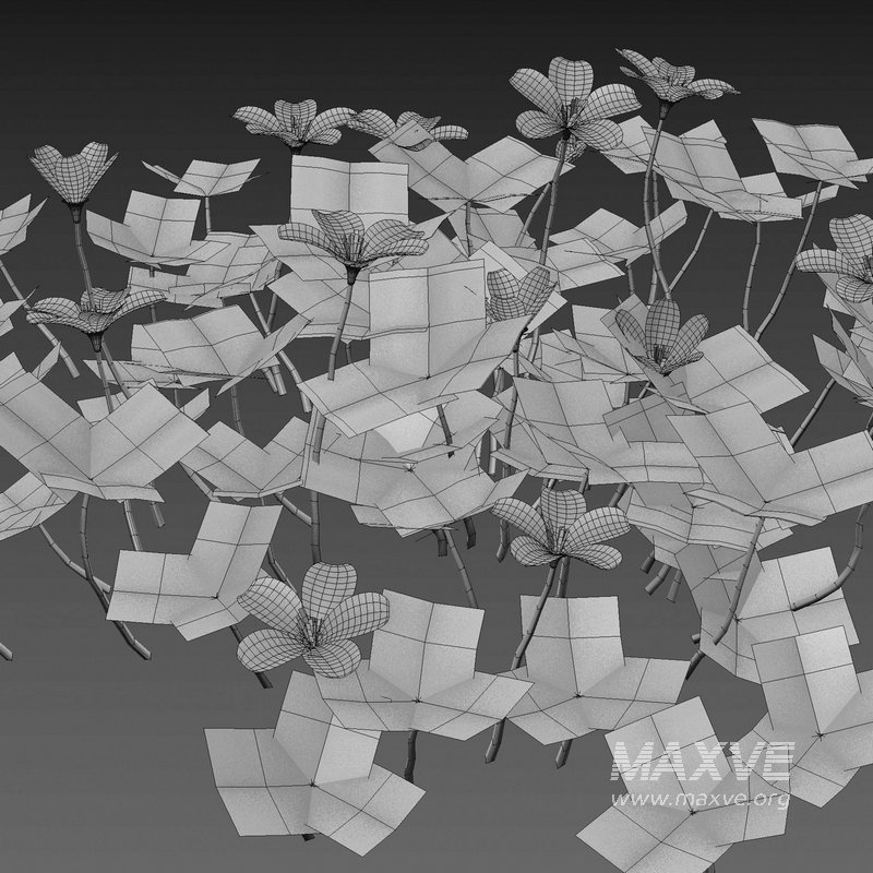 Oxalis suksdorfii grass - Image 4