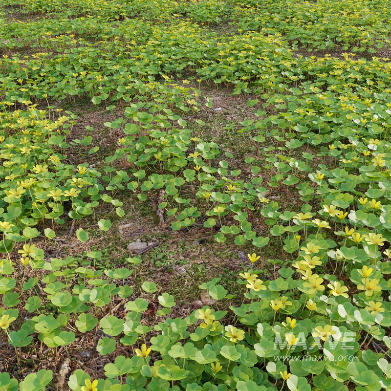 Oxalis suksdorfii grass - Image 2