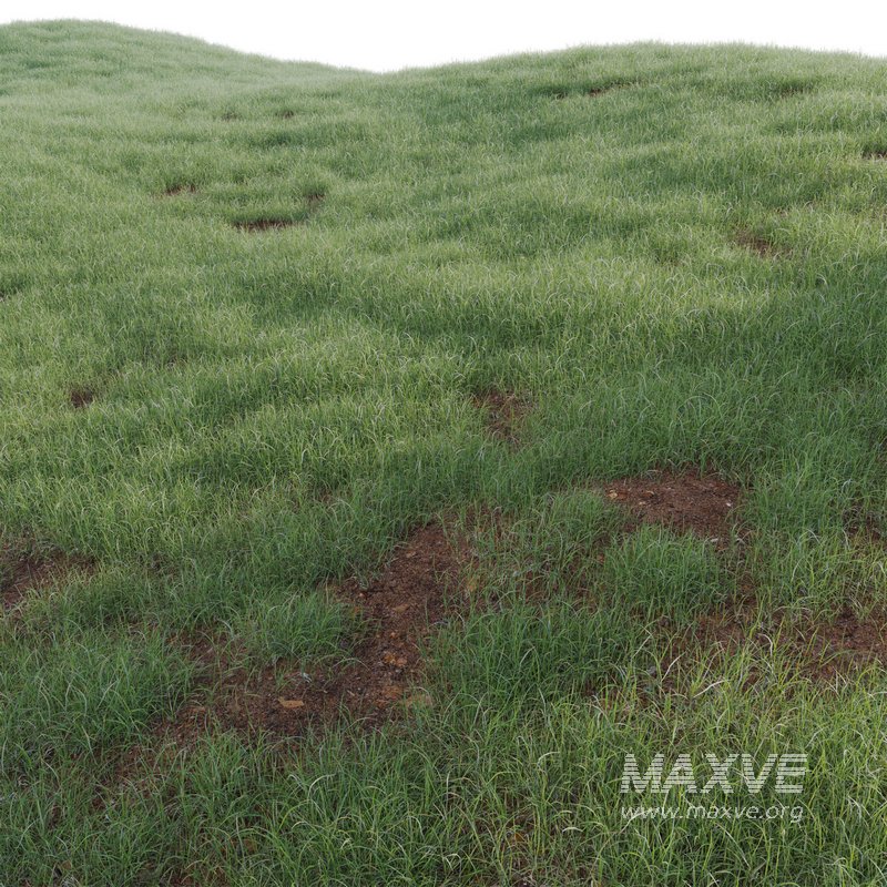 Pennisetum clandestinum – Kikuyu grass - Image 2