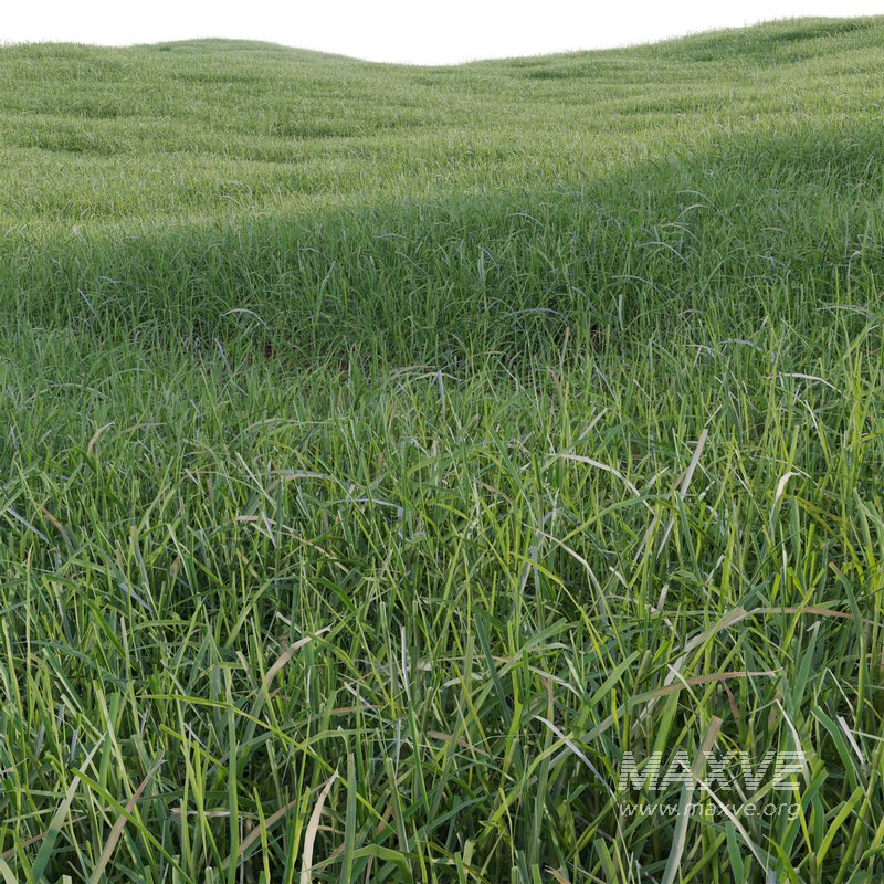 Pennisetum clandestinum – Kikuyu grass - Image 3