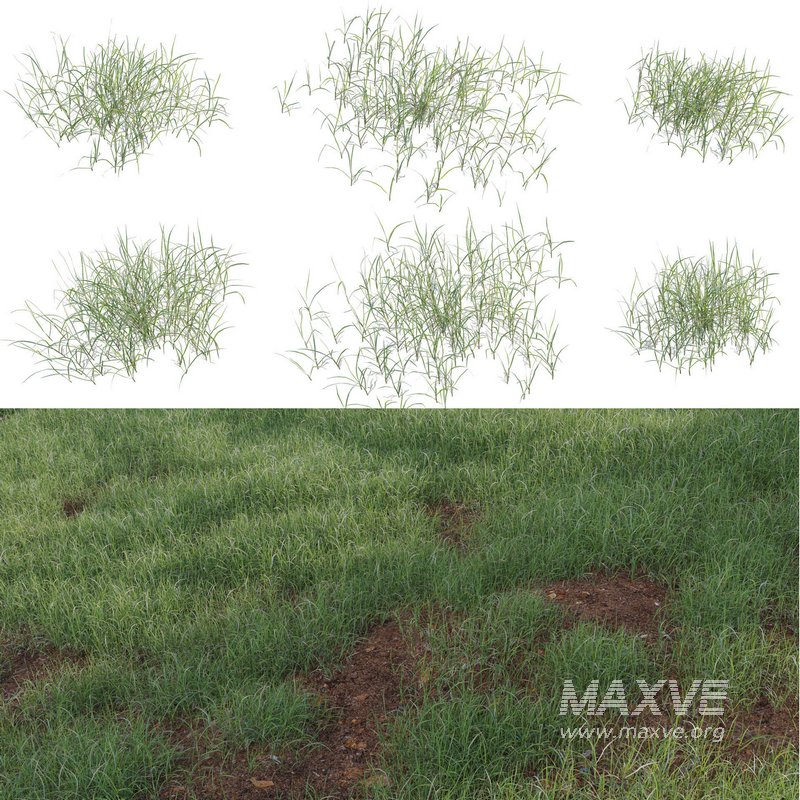 Pennisetum clandestinum – Kikuyu grass - Image 1