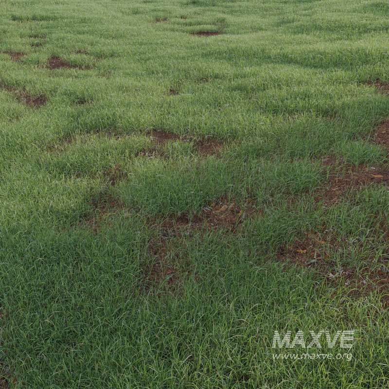 Pennisetum clandestinum – Kikuyu grass - Image 4