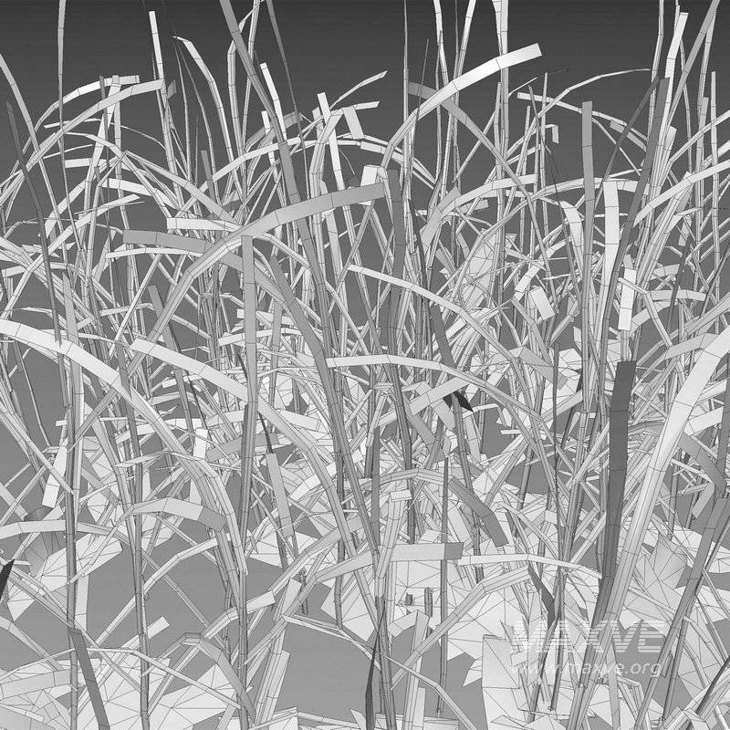 Pennisetum clandestinum – Kikuyu grass - Image 5