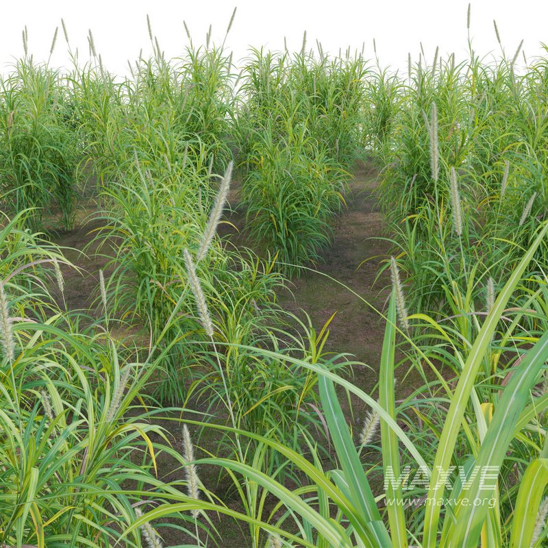 Pennisetum purpureum – Elephant grass - Image 4