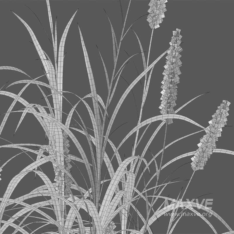 Pennisetum purpureum – Elephant grass - Image 5