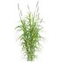 Pennisetum purpureum – Elephant grass - Thumbnail 2