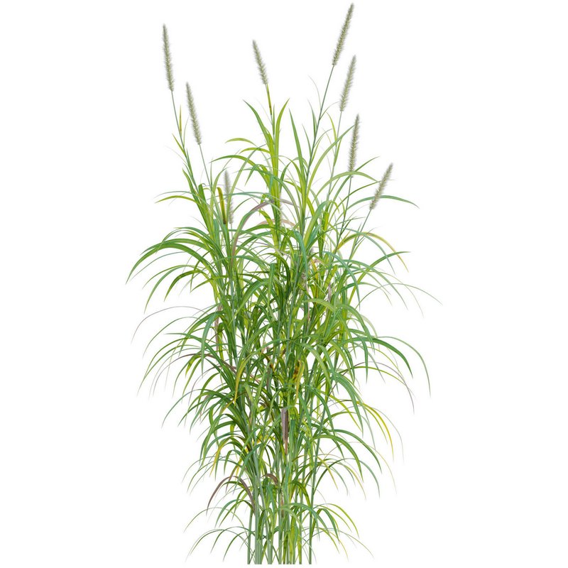 Pennisetum purpureum – Elephant grass - Image 2