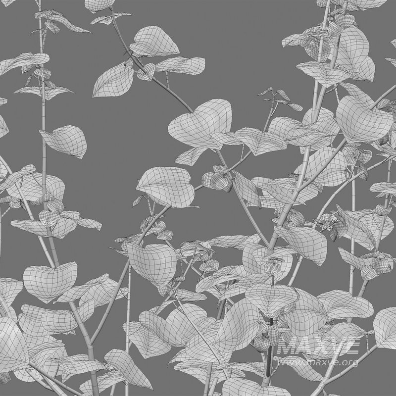 Peperomia pellucida - Image 4