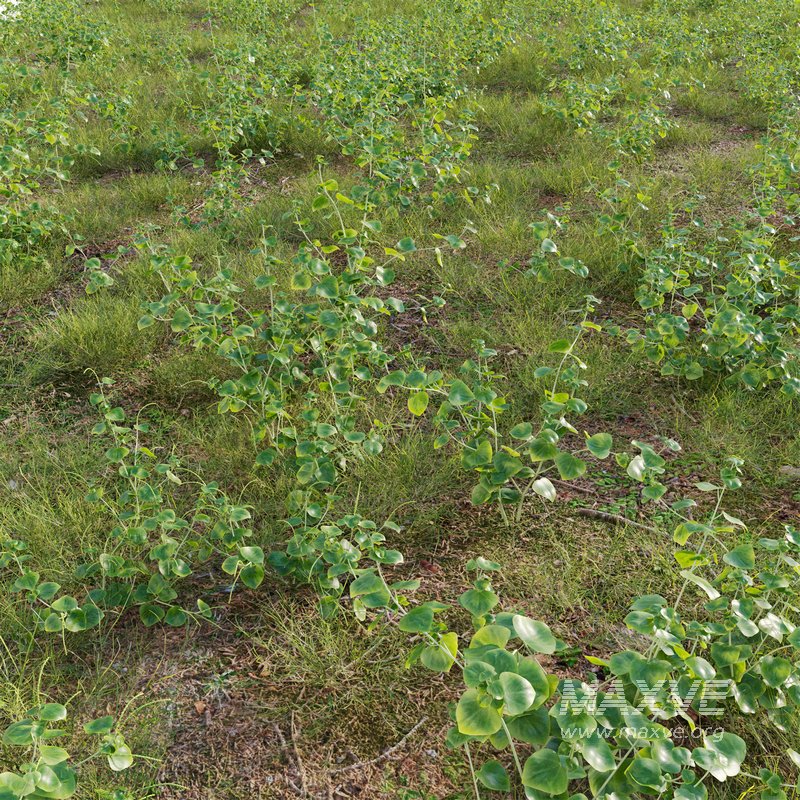 Peperomia pellucida - Image 2