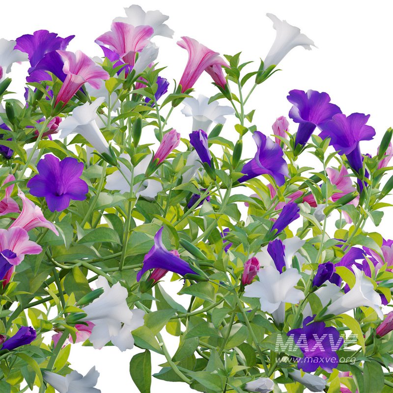 Petunia hybrida – Garden Petunia - Image 2