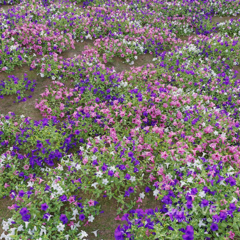 Petunia hybrida – Garden Petunia - Image 3