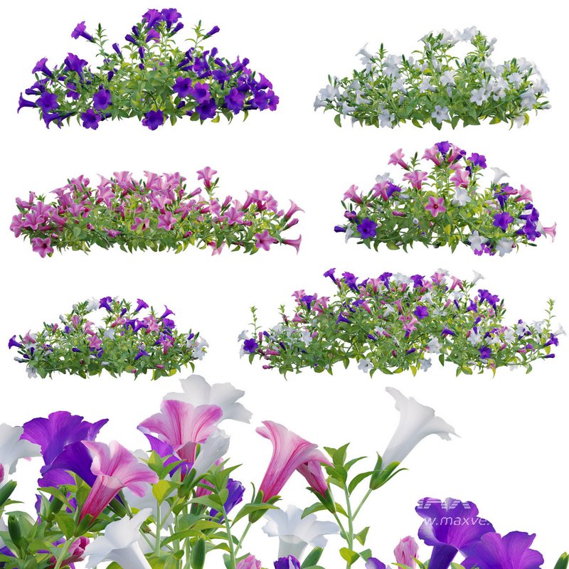 Petunia hybrida – Garden Petunia - Image 1