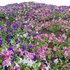 Petunia hybrida – Garden Petunia - Thumbnail 4