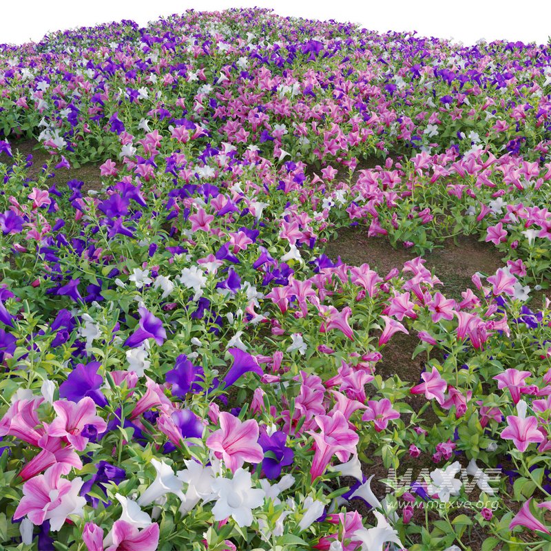 Petunia hybrida – Garden Petunia - Image 4