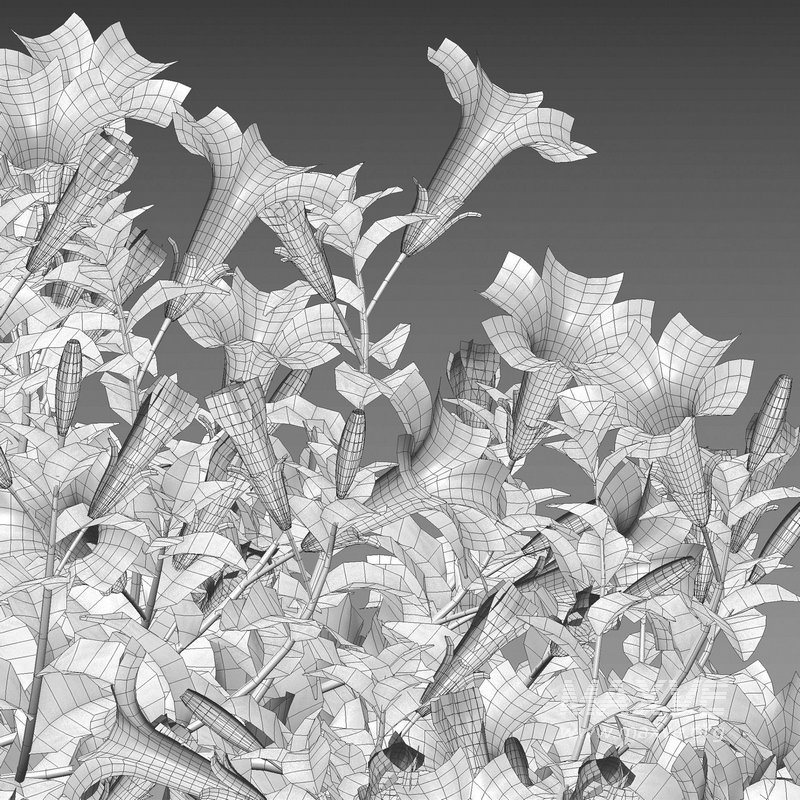 Petunia hybrida – Garden Petunia - Image 5