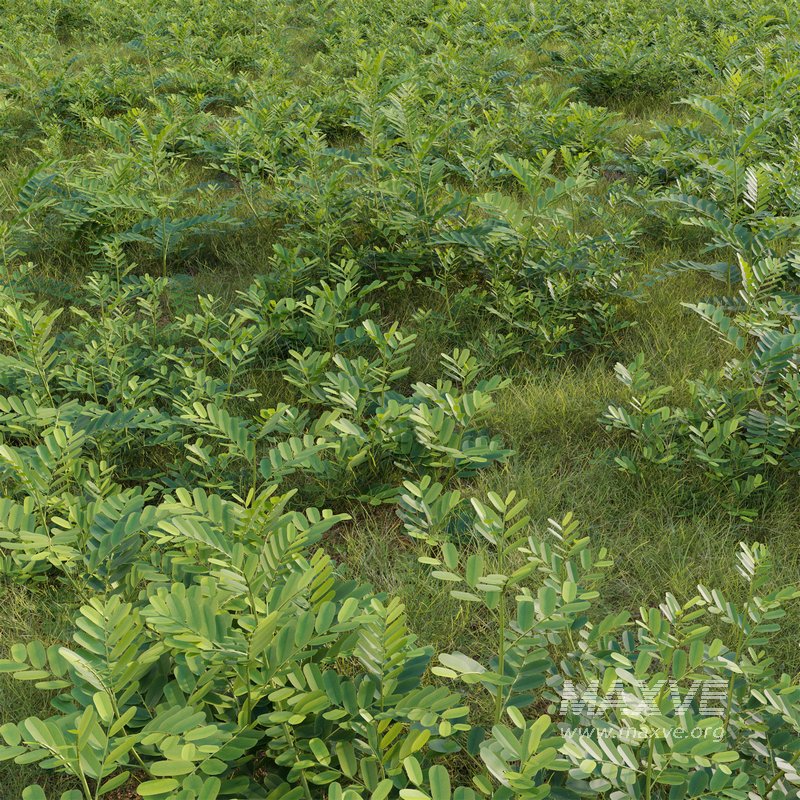 Phyllanthus urinaria grass - Image 2