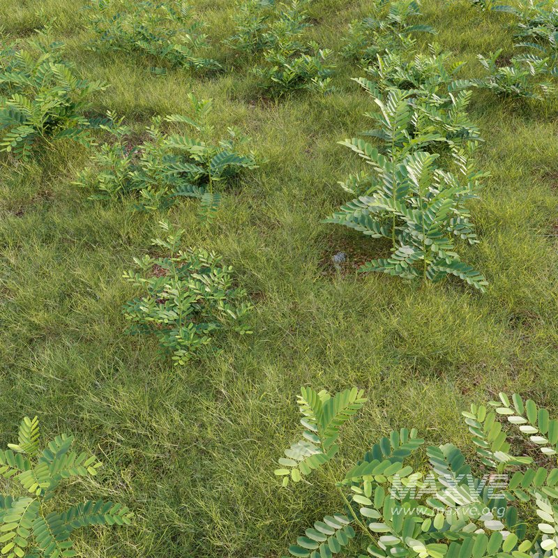 Phyllanthus urinaria grass - Image 3