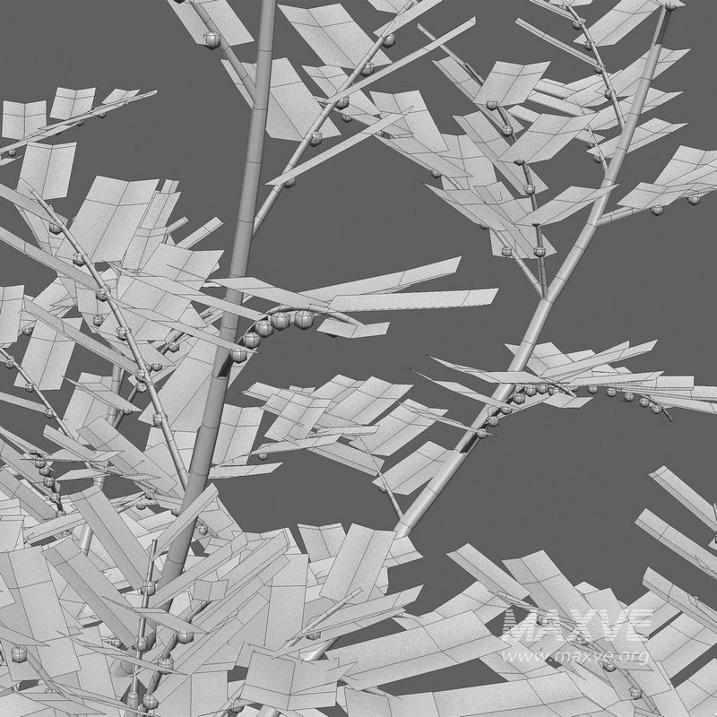 Phyllanthus urinaria grass - Image 5