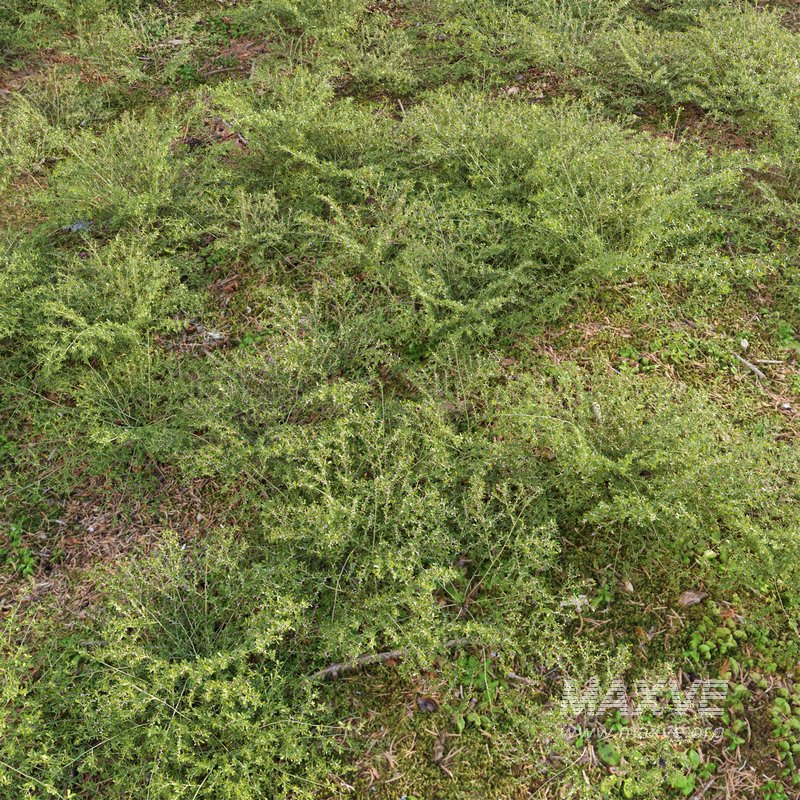 Pilea microphylla grass - Image 3