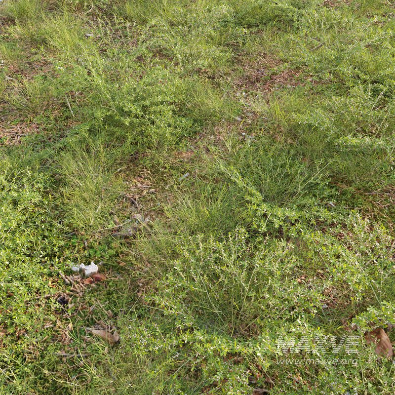 Pilea microphylla grass - Image 2