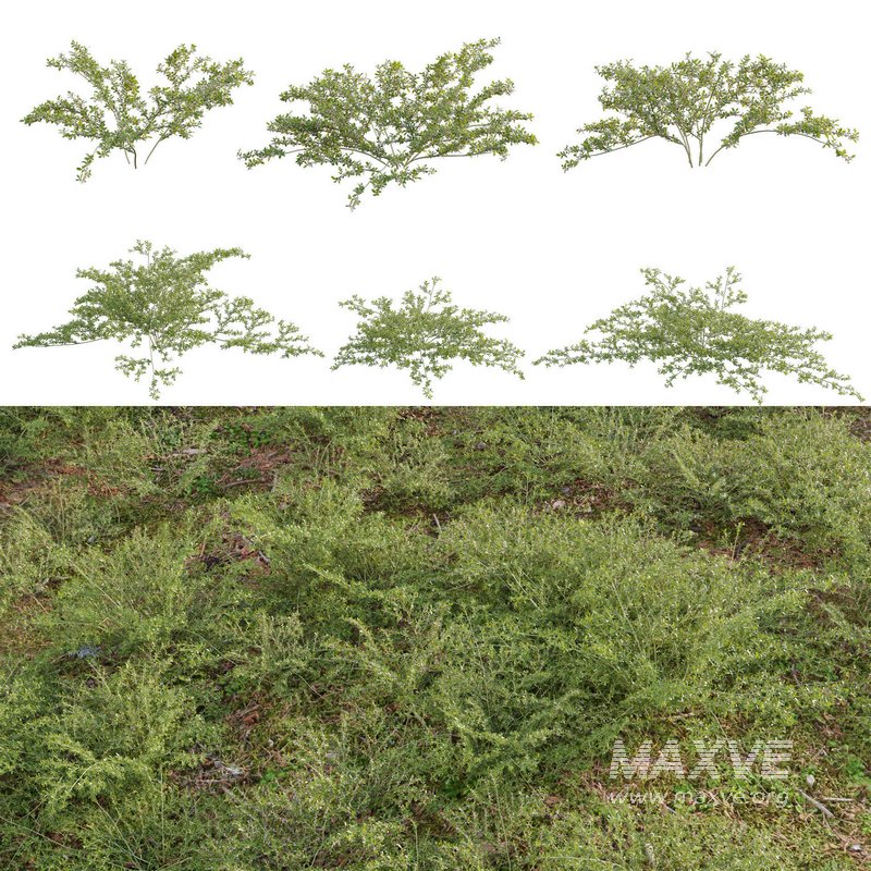 Pilea microphylla grass - Image 1