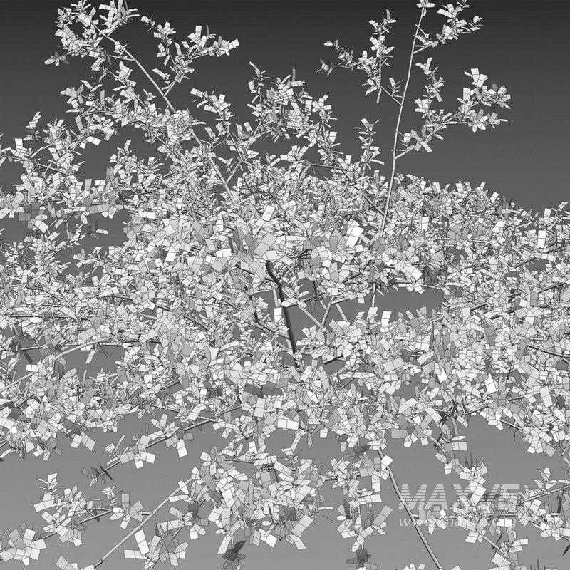 Pilea microphylla grass - Image 4