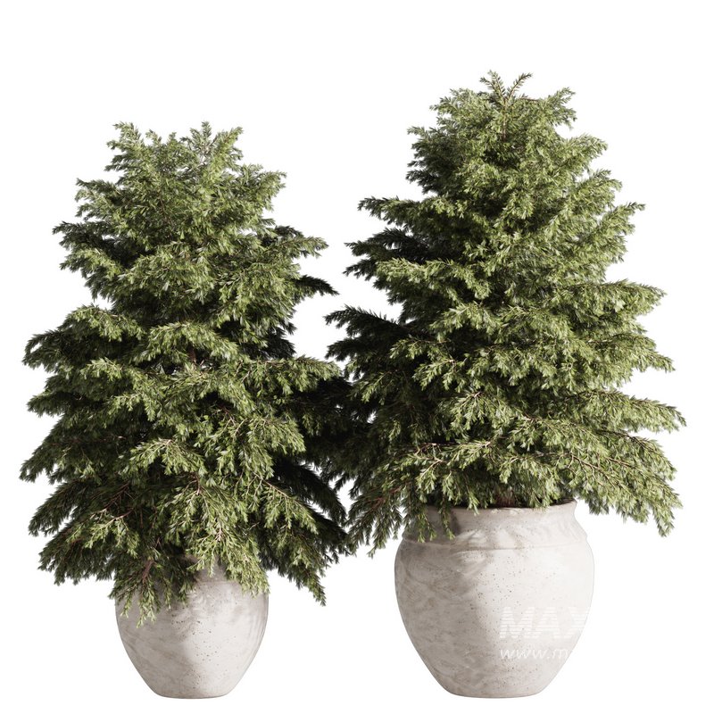 Pine tree outdoor-set33 - Image 1