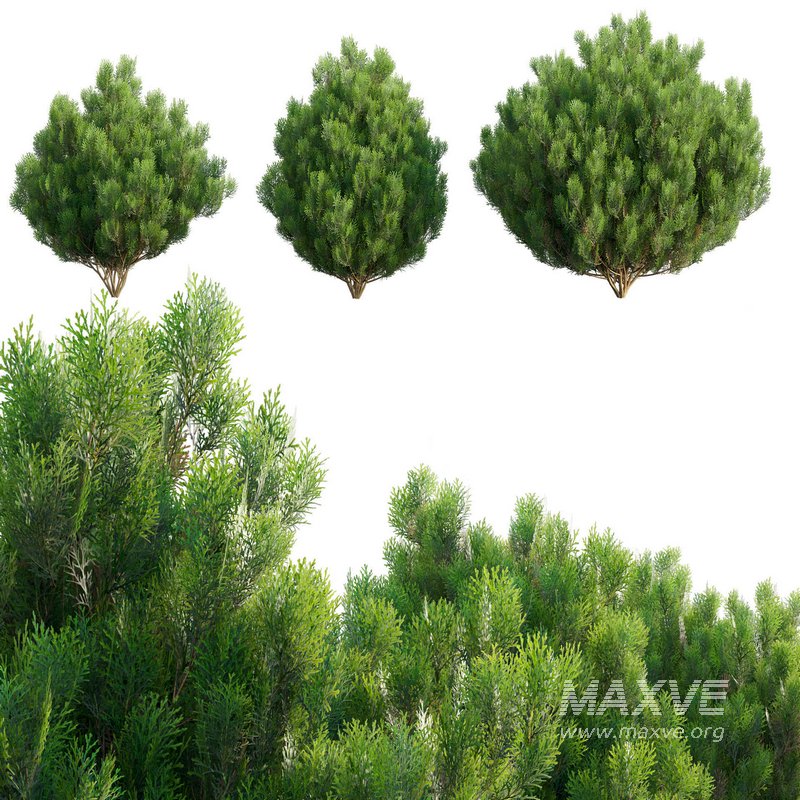 Platycladus orientalis – Biota orientalis – Thuja orientalis 02 - Image 1
